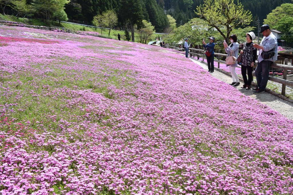 隣の芝は・・・