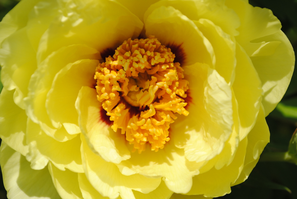 本物の牡丹の花です