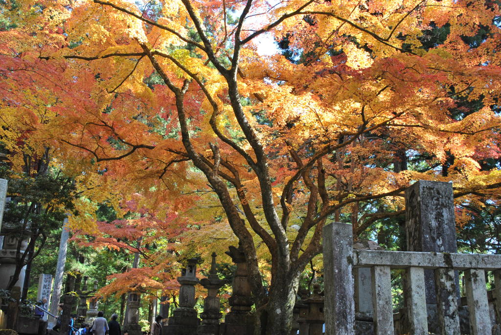 紅葉