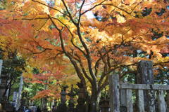紅葉