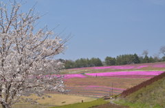 桜と芝桜