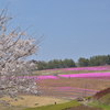 桜と芝桜