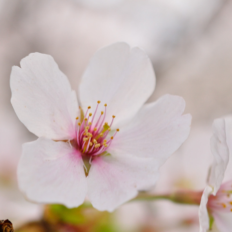 桜