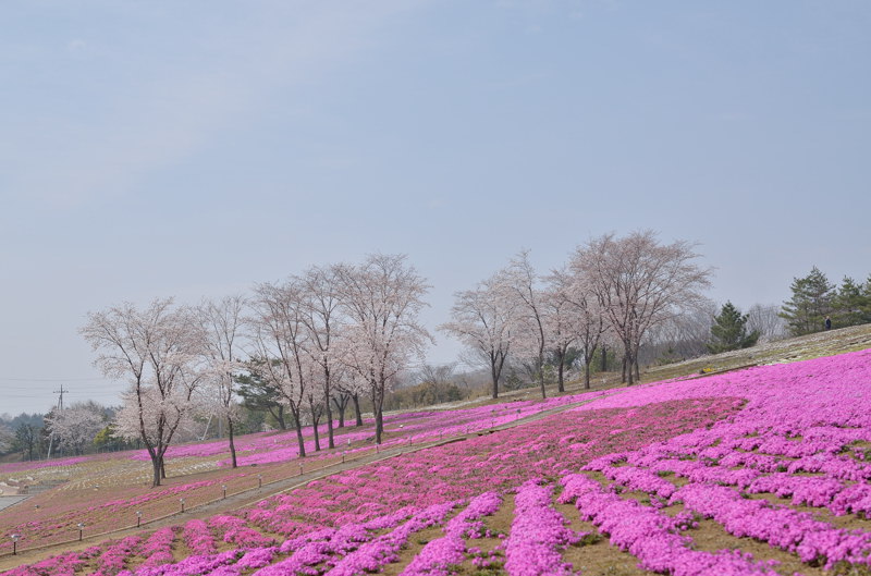 桜と芝桜