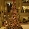 ランドマークのクリスマスツリー