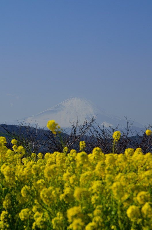 我妻山公園