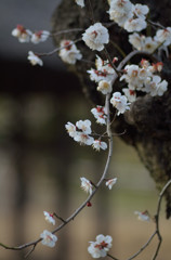 梅