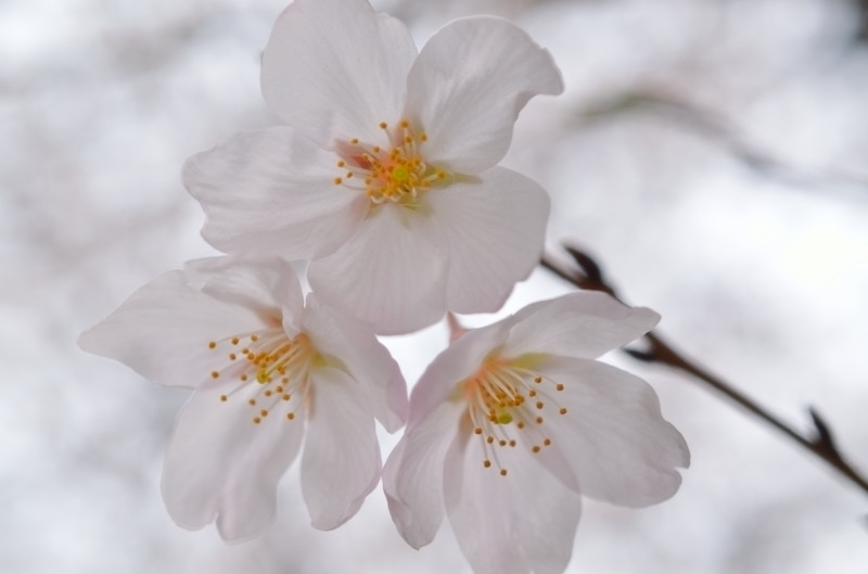 桜