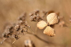 冬の紫陽花