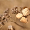 冬の紫陽花