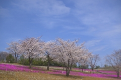 桜と芝桜