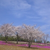 桜と芝桜