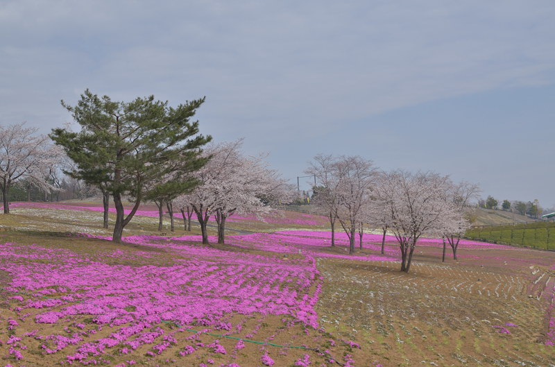 桜と芝桜