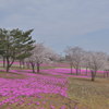 桜と芝桜