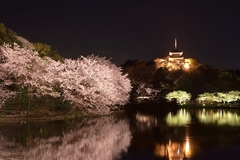 夜桜