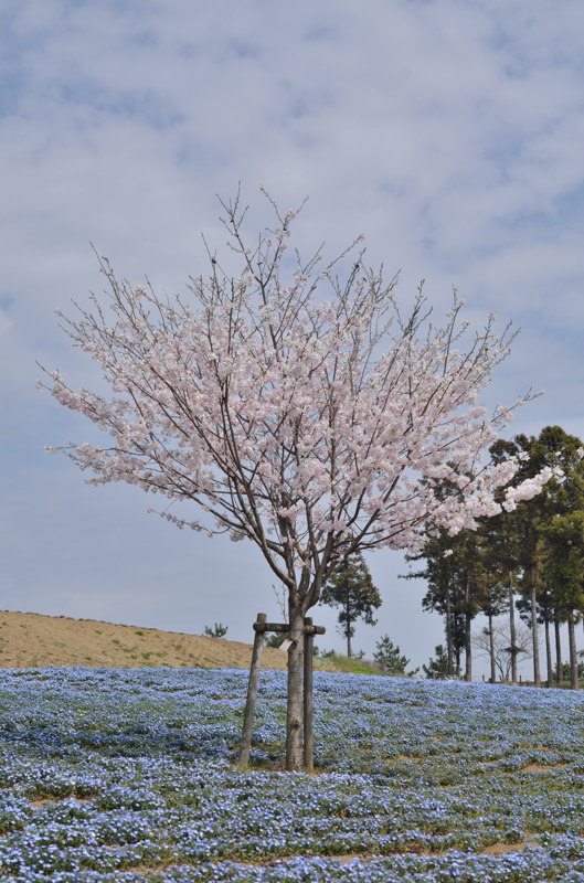桜とネモフィラ