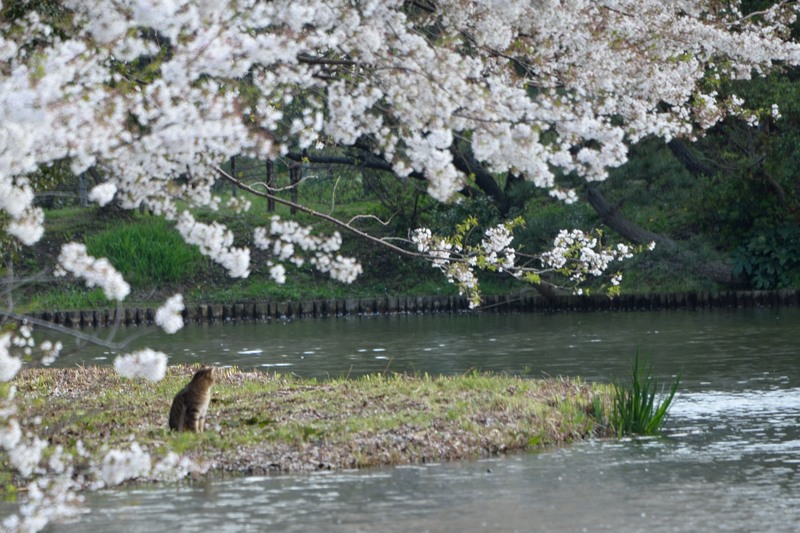 花見猫