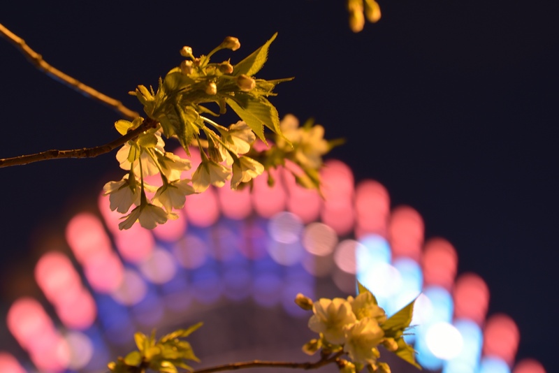 夜桜
