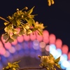 夜桜