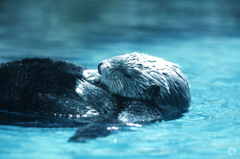 Sea otter