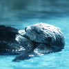 Sea otter