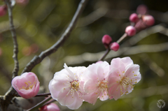Spring has come!! 6