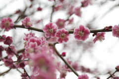 UME