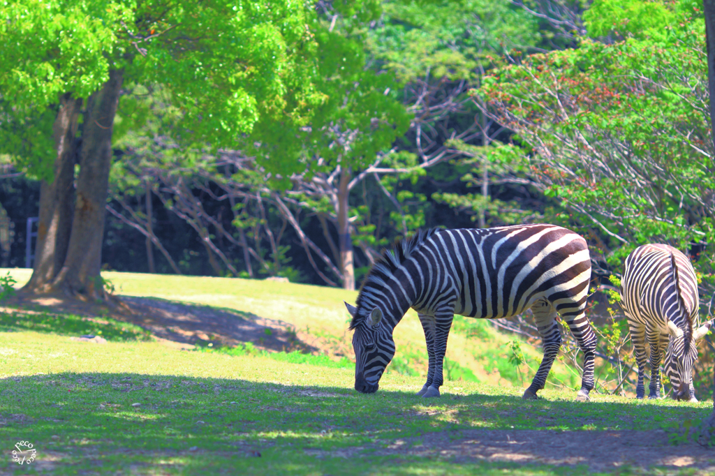 zebra
