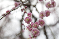UME2