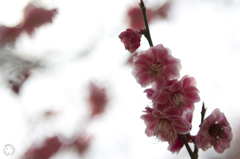 Spring has come!! 5