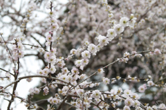 UME3