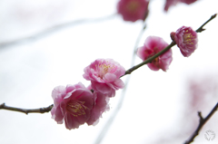 Spring has come!! 4