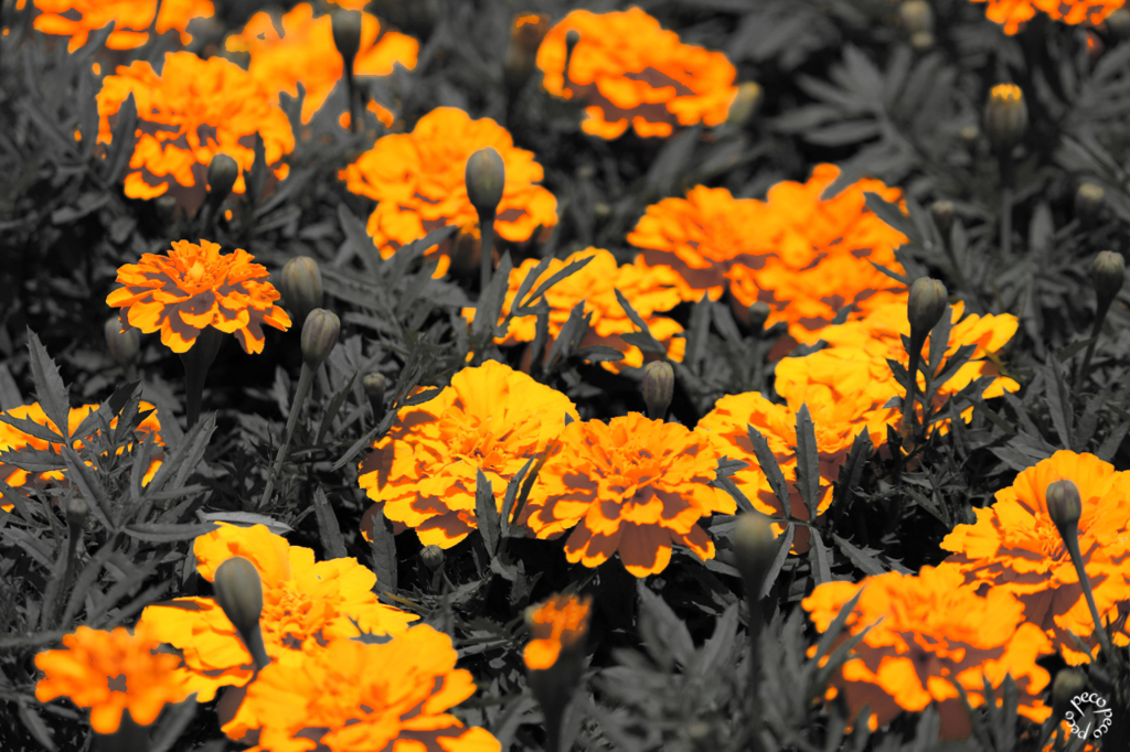 マリーゴールド