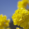 Spring has come!! 1