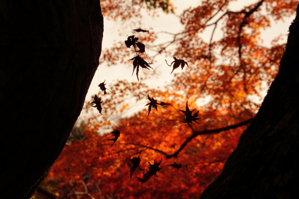 くもの巣にからんだ紅葉
