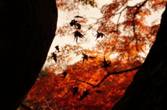 くもの巣にからんだ紅葉