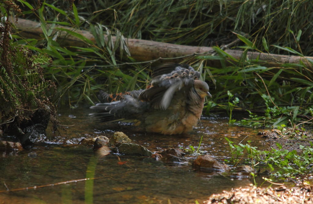 水辺でばたつく鳩さん