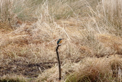 2回目のカワセミ　２