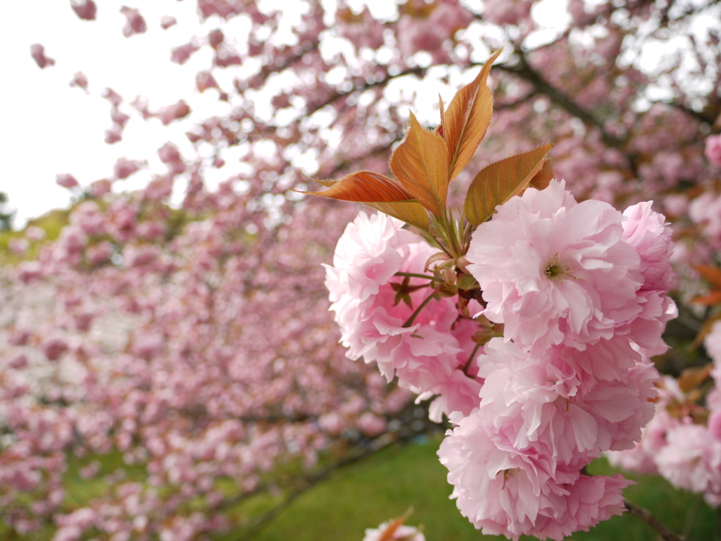 京都御苑の八重桜