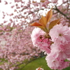 京都御苑の八重桜