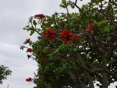 デイゴの花