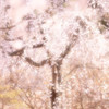 幽玄の美