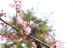 春を頂き♪