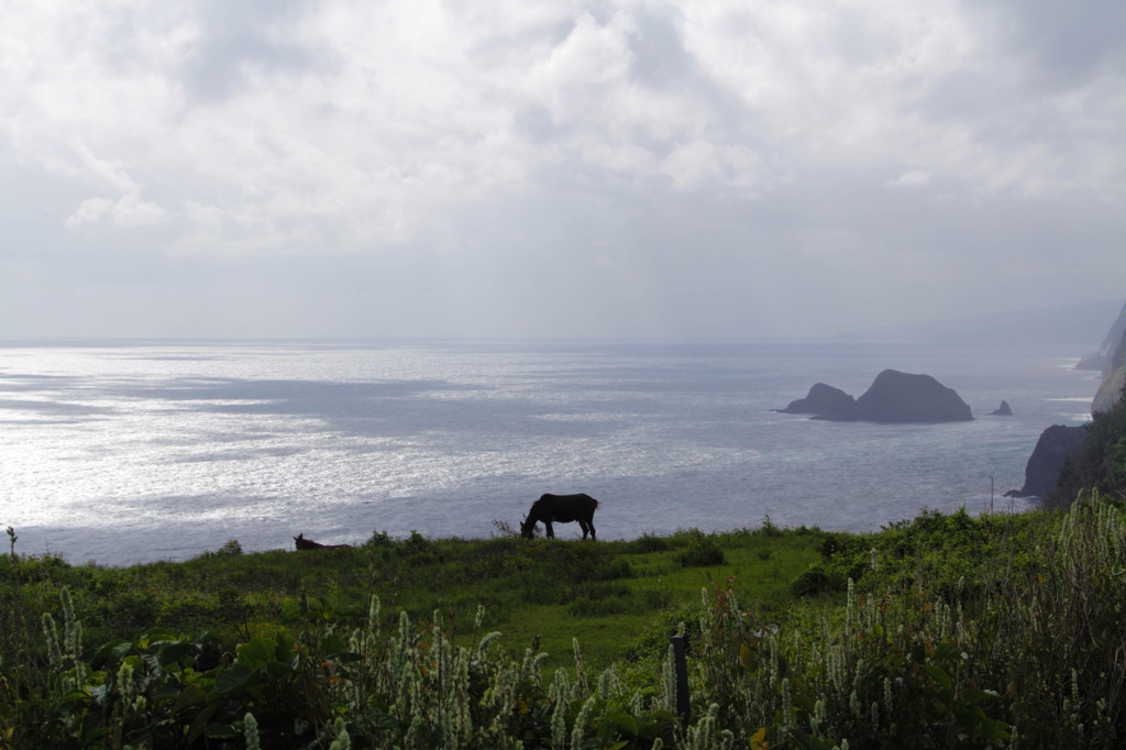 夢心地