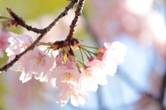 春の光