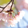 春の光