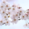春の木漏れ日の中で・・・