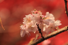 秋・桜