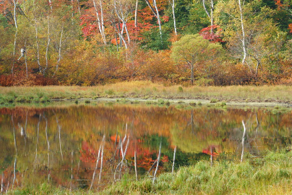 小さな池の秋