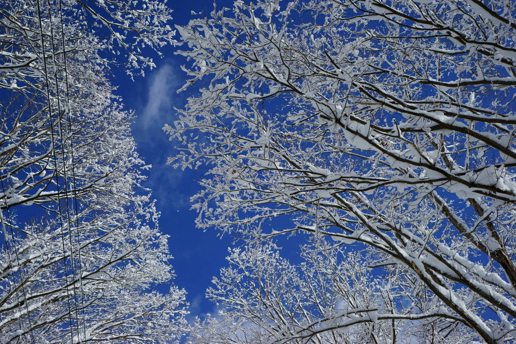 樹雪空を覆う